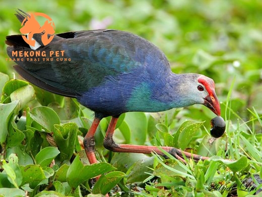 Chim trích cồ trưởng thành ăn cua ốc ngoài tự nhiên